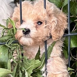 Peaches - Apricot female Poodle puppy in Lawrenceburg, Tennessee from Wright Pups