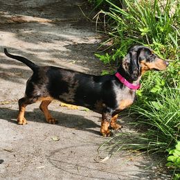 Byrdie - Dachshund