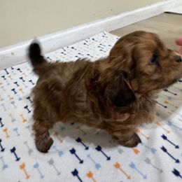 Matthew - Brown male Shihpoo puppy in Cedar Springs, Michigan from Pridespoodles
