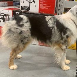 Australian Shepherds from Tranquil Pines