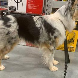 Australian Shepherds from Tranquil Pines