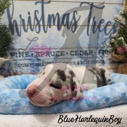 Blue Harlequin Boy - Blue and white male Great Dane puppy in Longview, Texas from Lazy A Danes
