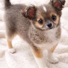 Chihuahua Puppies from Hart's Chihuahuas