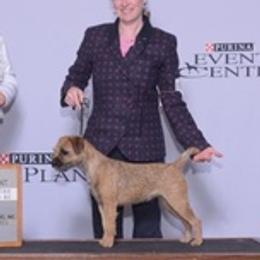 Border Terriers from Thistle Hill