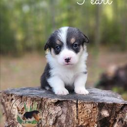Pearl - Black and white female American Corgi puppy in Cameron, North Carolina from Butts Family Corgis