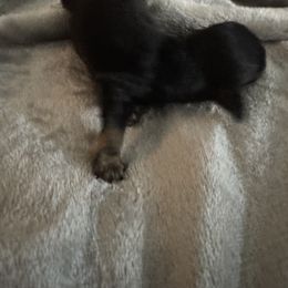 Dachshund Puppies from Dachshund Dad