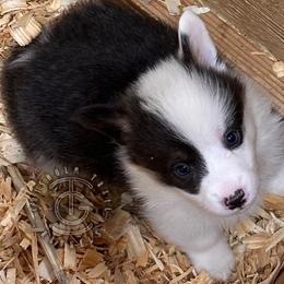 Zach - Gray and white male American Corgi puppy in Hico, Texas from Chisholm Trail Kennels