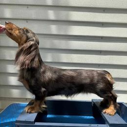 Coco - Dachshund