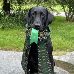 Citori - Labrador Retriever