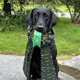Citori - Labrador Retriever