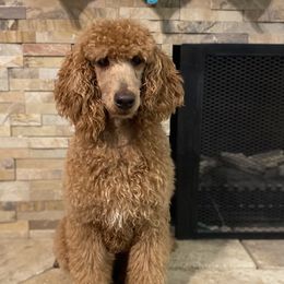 Ginger - Poodle