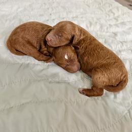 Goldendoodle puppies from Texas Bello Doodles