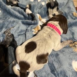 Cranberry - Liver roan female German Shorthaired Pointer puppy in Jackson, Georgia from Tiner GSP’s LLC