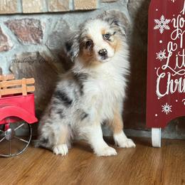 BMF1 - Blue merle female Australian Shepherd puppy in Chehalis, Washington from Wandering Acres Ranch