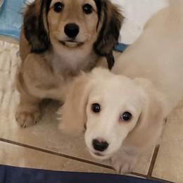 Dachshund Puppies from Amanda Smith