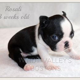 Girl 1 - Black and white female Boston Terrier puppy in North Central, Vermont from Windy Valley’s Bostons