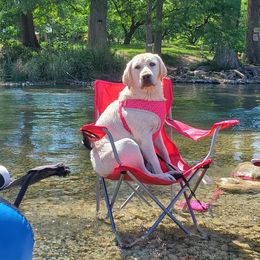 Labrador Retriever Puppies from Texas Finest English Labradors