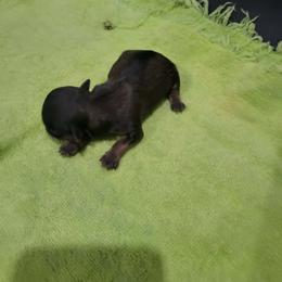Boy 2 - Red sable male Havanese puppy in Sebeka, Minnesota from Bydand Newfoundlands & Whimsical Havanese