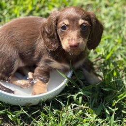 Rachel - Chocolate and cream female Dachshund puppy in Norman, Oklahoma from Liberty Acres OK