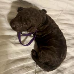 Ewok - Brown female Poodle puppy in San Antonio, Texas from Chocolate Pet Connection