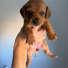Flo - Red female Dachshund puppy in Aubrey, Texas from Mims Mini Dachshunds