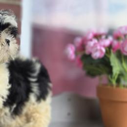 Shih Tzus from Aliah puppy boutique