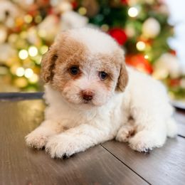 Spice - Parti female Poodle puppy in Chapel Hill, North Carolina from Cyndi’s Poodles