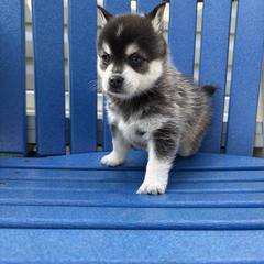 Female Puppy 1 - Black and white female Alaskan Klee Kai puppy in Beverly Hills, Florida from Lucky Charm Farms