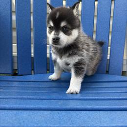 Female Puppy 1 - Black and white female Alaskan Klee Kai puppy in Beverly Hills, Florida from Lucky Charm Farms