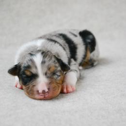 Skye - Blue merle female Australian Shepherd puppy in Aberdeen, North Carolina from Huckleberry Hill Aussies LLC.