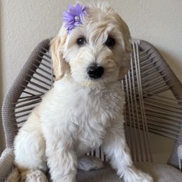 Lady Whistle-dough - Cream female Labradoodle puppy in Lubbock, Texas from Lucky Labradoodles