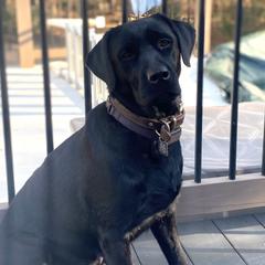 Labrador Retrievers from Peachey Labradors