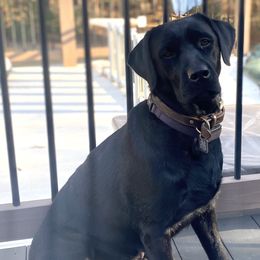 Labrador Retrievers from Peachey Labradors