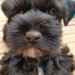 Miniature Schnauzers from Tammie Corrow's Miniature Schnauzers