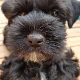 Miniature Schnauzers from Tammie Corrow's Miniature Schnauzers