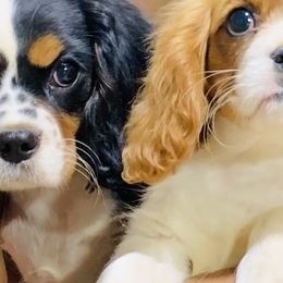 Goldendoodles from Safari Doodles