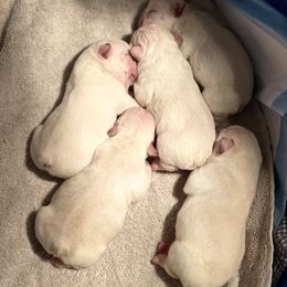 French Bulldog and Labrador Retriever Puppies from Desiree Ortiz's French Bull Dogs and Labrador Retrievers