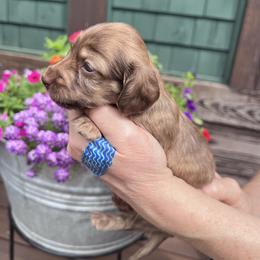 Girl 1 - Brindle female Dachshund puppy in Gouverneur, New York from Dack Dachshunds