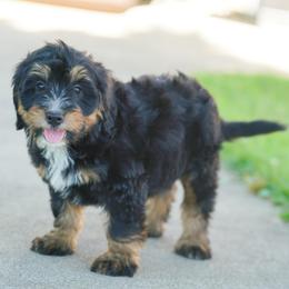 Lydia - Tri-color female Bernedoodle puppy in Dundee, Ohio from Down Home Doodle