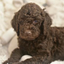 Light Green - Chocolate female Labradoodle puppy in Chula Vista, California from Coastal Cocoa Labradoodle