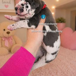 Stunner - Harlequin male Great Dane puppy in Port Clinton, Ohio from LakeSide Danes
