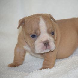 Girl6 - Fawn and white female Bulldog puppy in Bradleyville, Missouri from HurstBulldogs