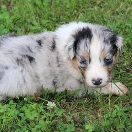 Anchorage - Blue merle male Australian Shepherd puppy in Kansas, Oklahoma from Windy G Farm