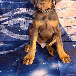 Black Collar - Red and rust male Doberman Pinscher puppy in Louisville, Kentucky from Ruiz Dobermans