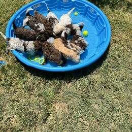 Lagotto Romagnolo Puppies from Lagotti di Mesilla