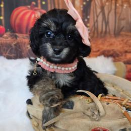 Venus - Black tri-color female Aussiedoodle puppy in Prescott Valley, Arizona from Ramirez Family Doodles