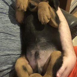 Airedale Terrier Puppies from Beitzel Airedales