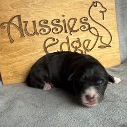 Mango - Black tri-color male Australian Shepherd puppy in Tuftonboro, New Hampshire from Aussies Edge Farm