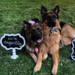 German Shepherds from Latti’s German Shepherds