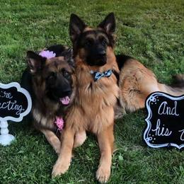 German Shepherds from Latti’s German Shepherds